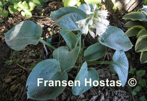 Hosta Samual Blue