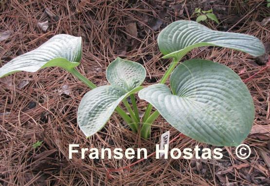 Hosta Samual Blue