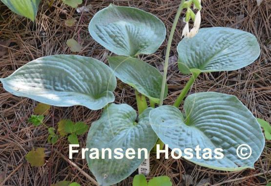 Hosta Samual Blue