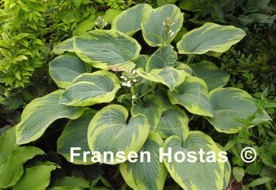 Hosta Samurai