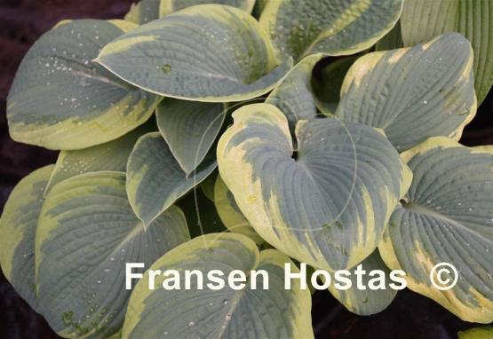 Hosta Samurai