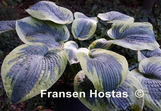 Hosta Samurai