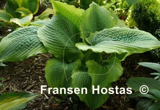 Hosta Samurai