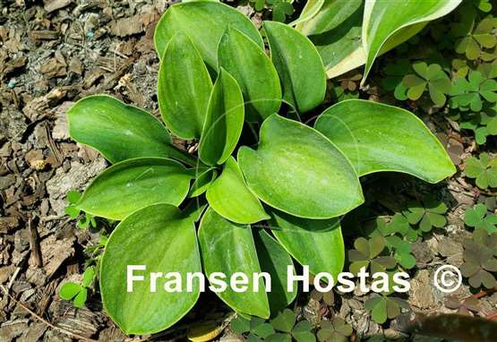 Hosta Sand Mouse