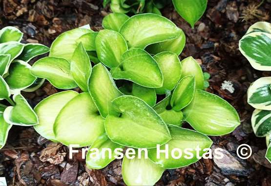 Hosta Sand Mouse