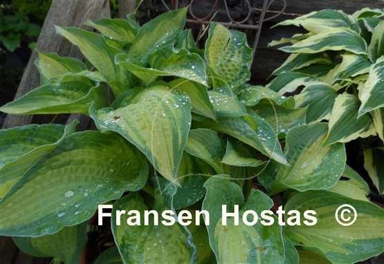 Hosta Sand Pebbles
