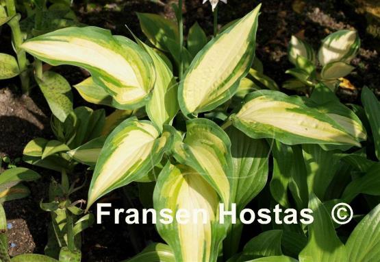 Hosta Sand Pebbles