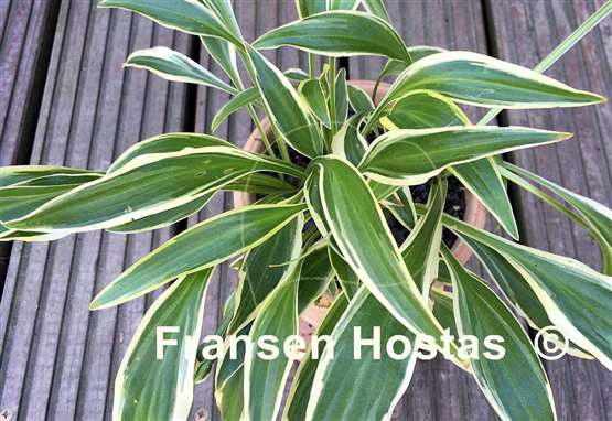 Hosta Sandhill Crane