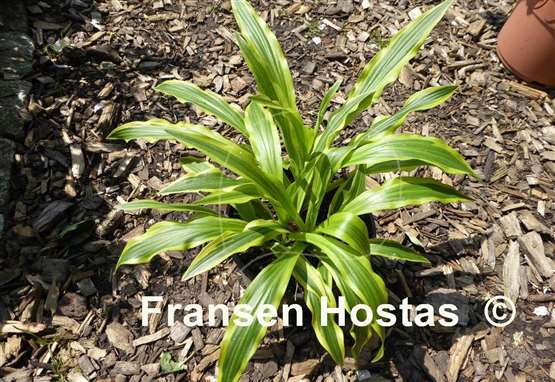 Hosta Sandhill Crane