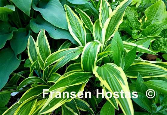 Hosta Sandhill Crane