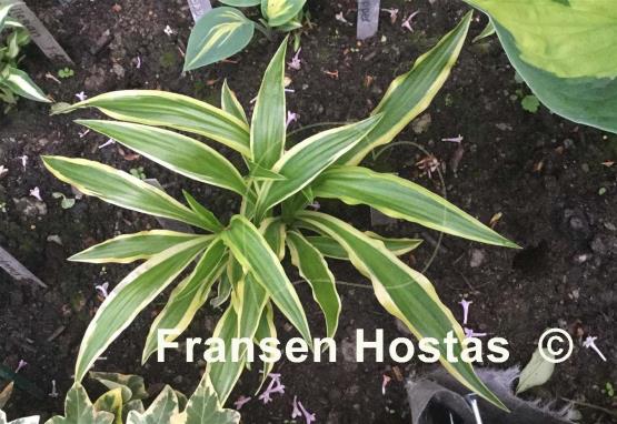 Hosta Sandhill Crane