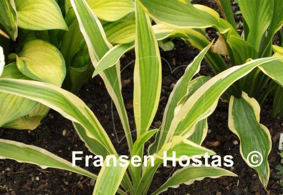 Hosta Sandhill Crane