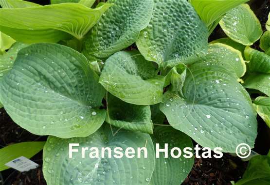 Hosta Sapphire Pillows
