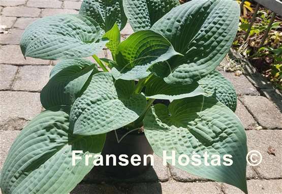 Hosta Sapphire Pillows