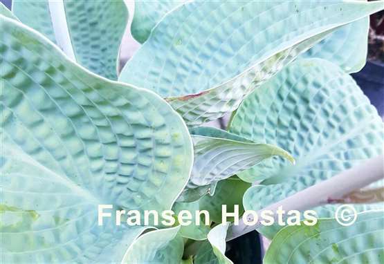 Hosta Sapphire Pillows
