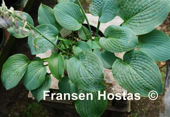 Hosta Sapphire Pillows