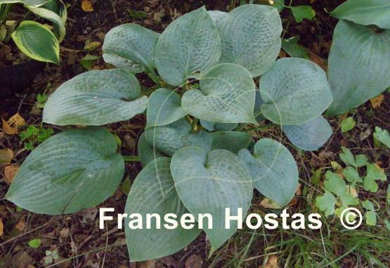 Hosta Sapphire Pillows