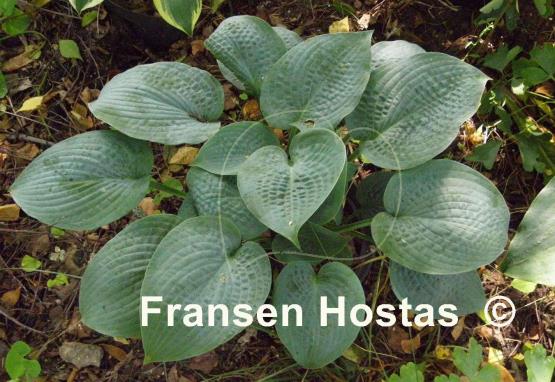 Hosta Sapphire Pillows