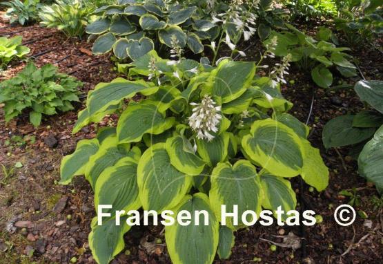 Hosta Satisfaction