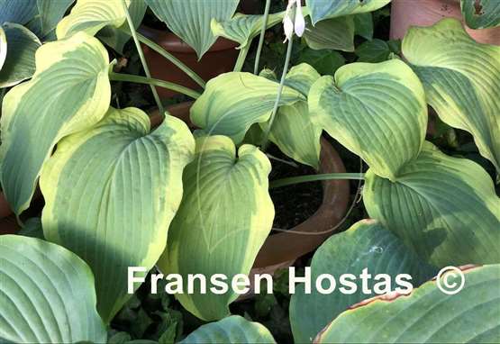 Hosta Satisfaction