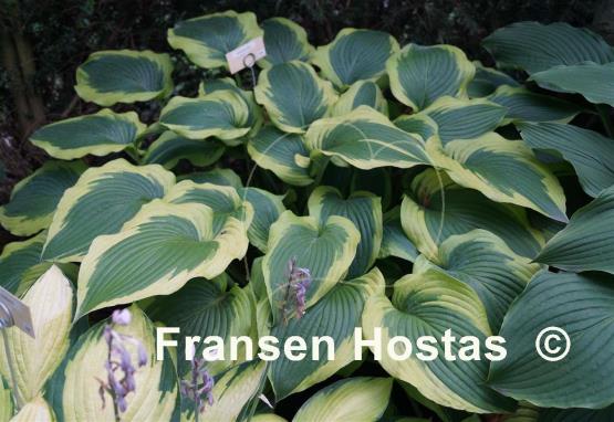 Hosta Satisfaction