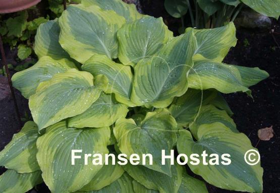 Hosta Satisfaction