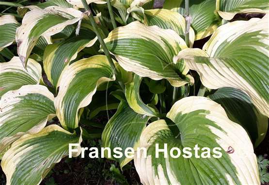 Hosta Satisfaction