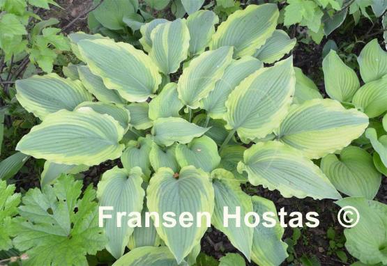 Hosta Satisfaction