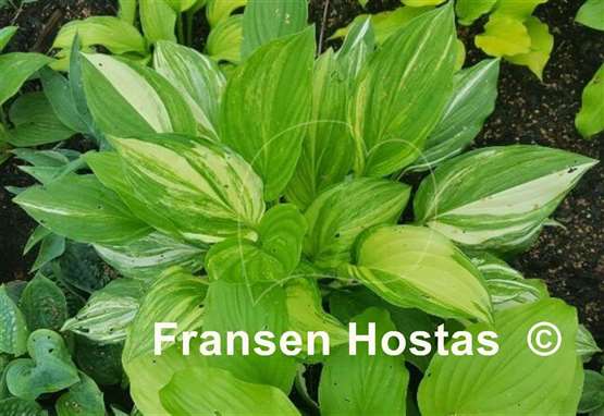 Hosta Savannah Supreme