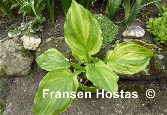 Hosta Savannah Supreme