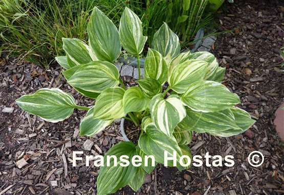 Hosta Savannah Supreme