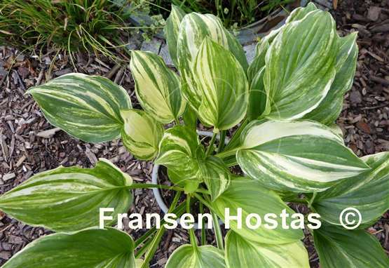 Hosta Savannah Supreme