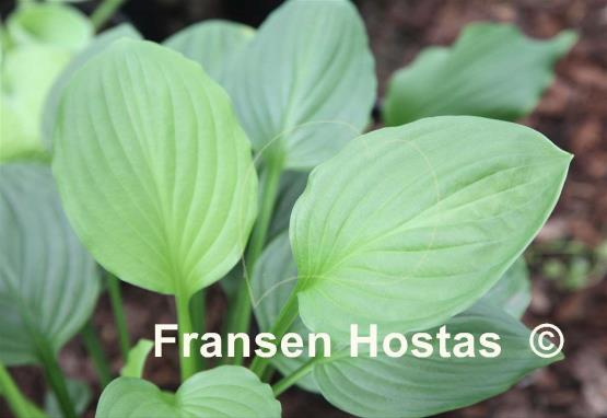 Hosta Savannah Emerald