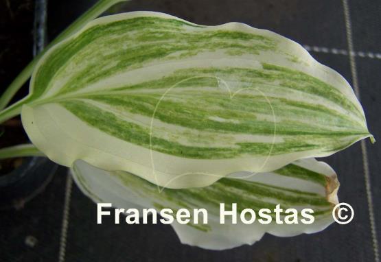 Hosta Savannah Supreme