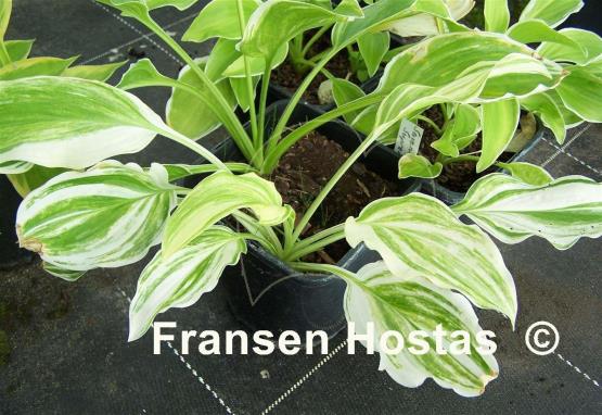 Hosta Savannah Supreme