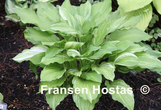 Hosta Savannah Supreme