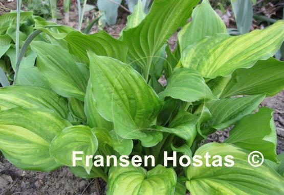 Hosta Savannah Supreme