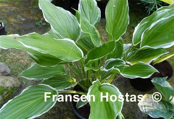 Hosta Savannah