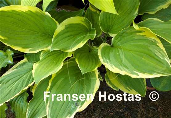 Hosta Savannah
