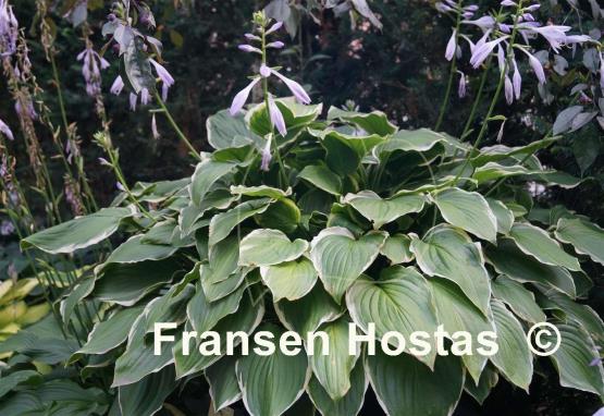Hosta Savannah