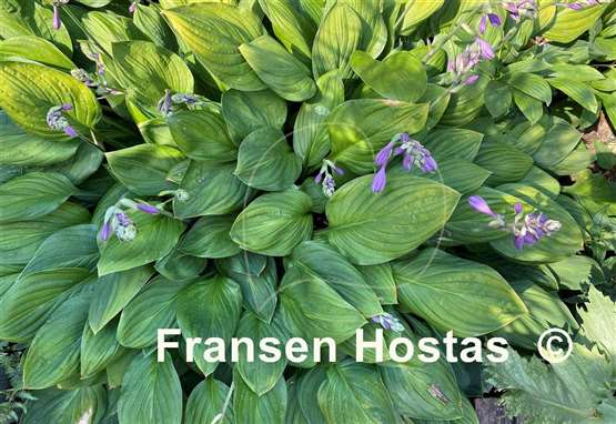 Hosta Scallion Pancakes