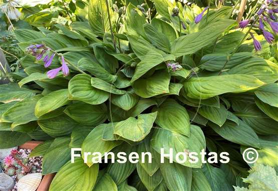 Hosta Scallion Pancakes