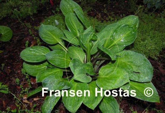 Hosta Scallion Pancakes