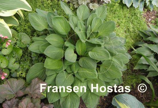 Hosta Scallion Pancakes