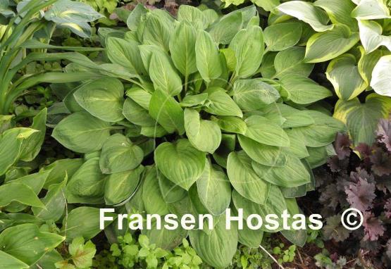 Hosta Scallion Pancakes
