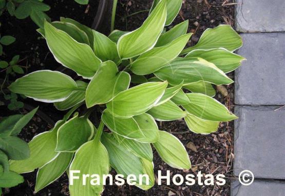 Hosta Scarlet Ribbons