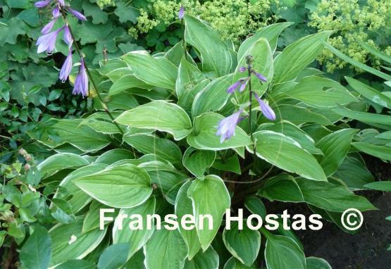 Hosta Scarlet Ribbons