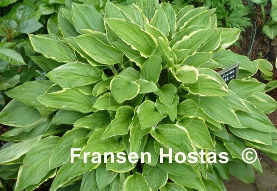 Hosta Scarlet Ribbons
