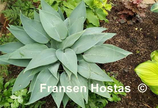 Hosta Scheherazade