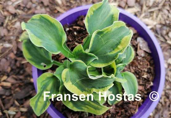 Hosta School Mouse
